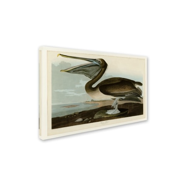 John James Audubon 'Brown Pelican' Canvas Art,22x32